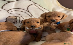 Labradoodle dogs for sale: Labradoodle Fox Red ❤️💞❤️Health check - Image 25