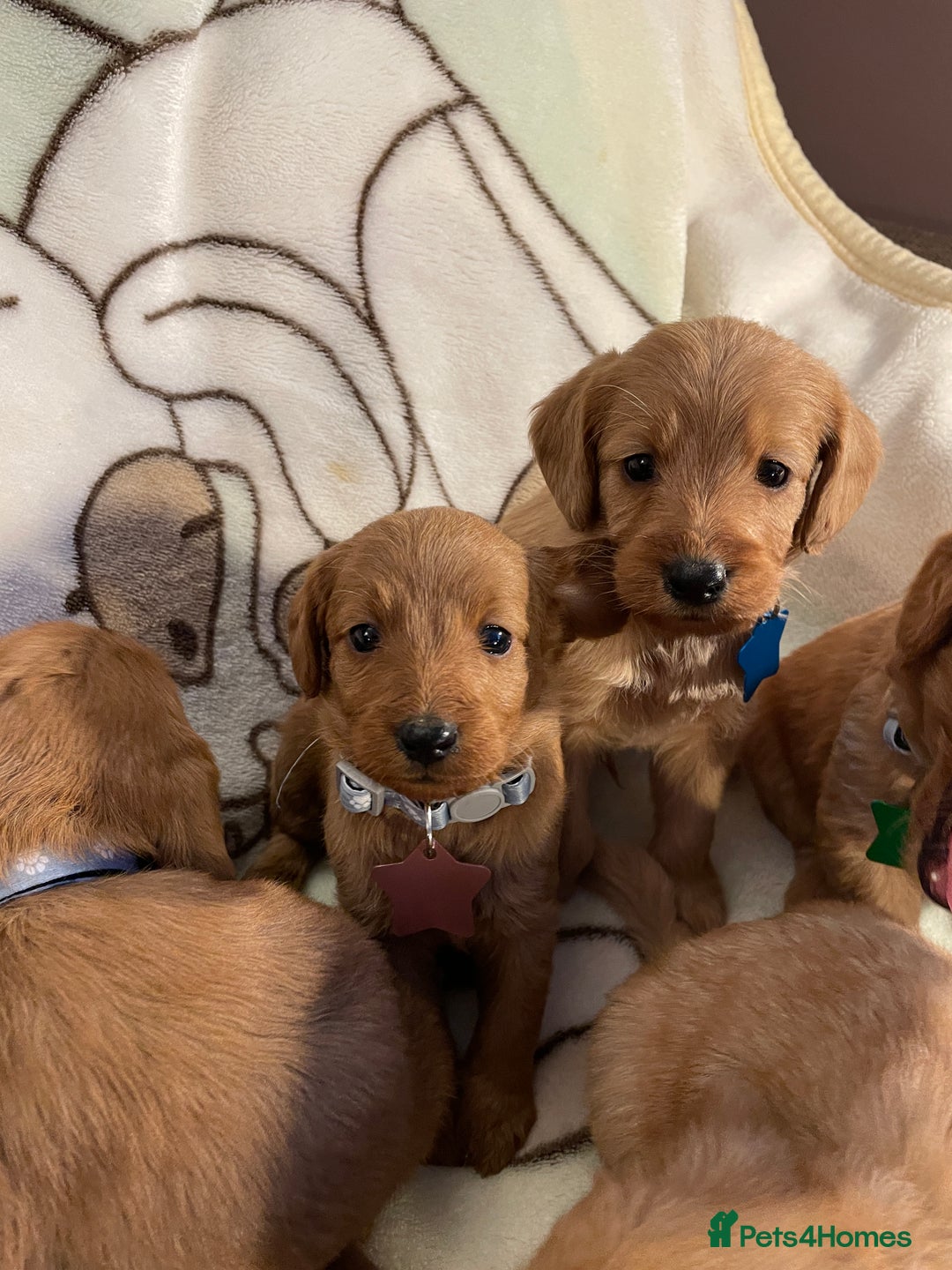 Labradoodle dogs for sale: Labradoodle Fox Red ❤️💞❤️Health check - Image 25