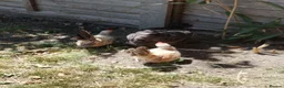 Chickens poultry for sale: Satin Silkie Mum with her 2 serama chicks  - Advert 2
