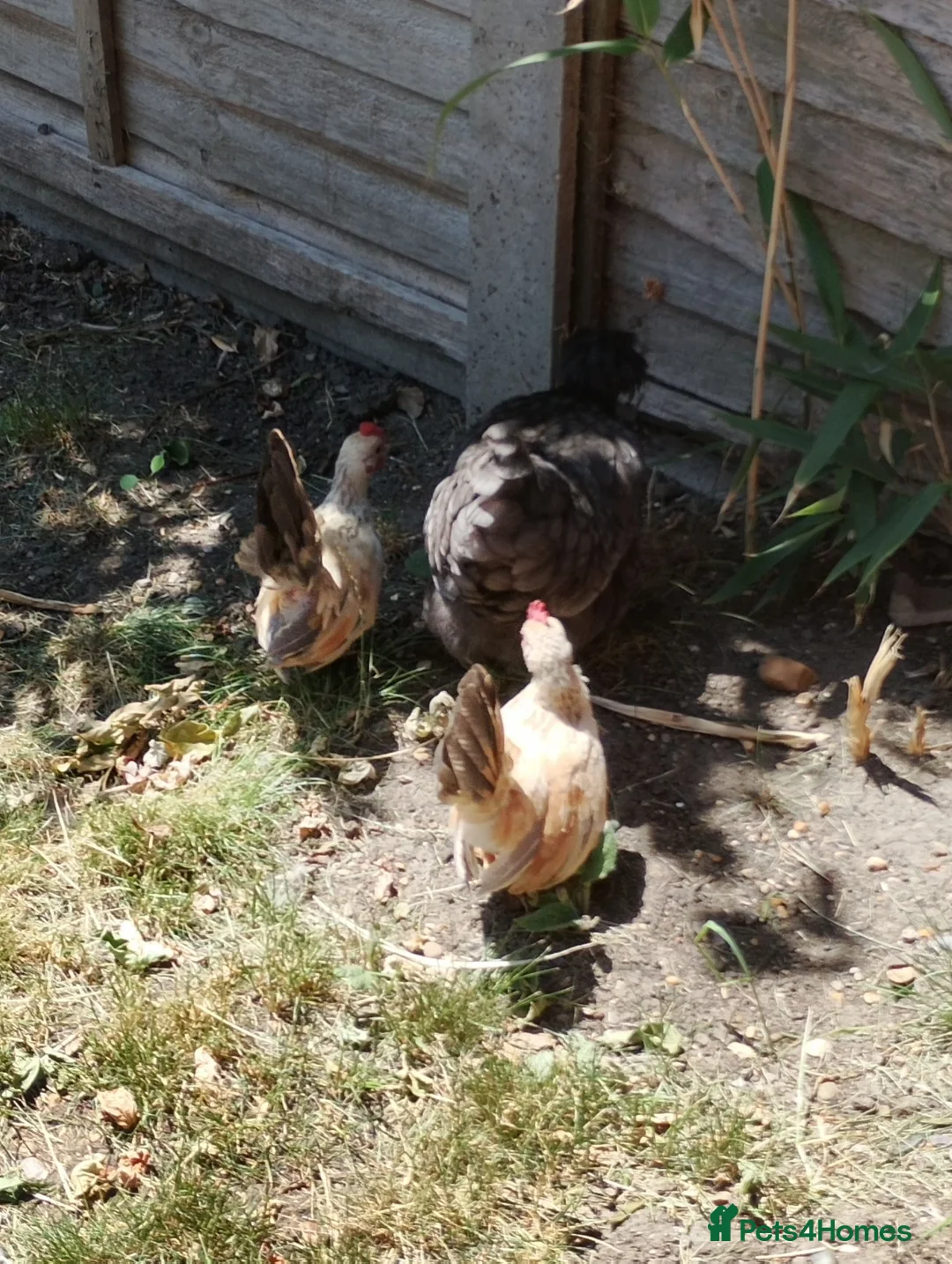 Chickens poultry for sale: Satin Silkie Mum with her 2 serama chicks  - Advert 2