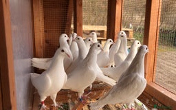 Pigeons birds for sale: White pigeons  - Image 3
