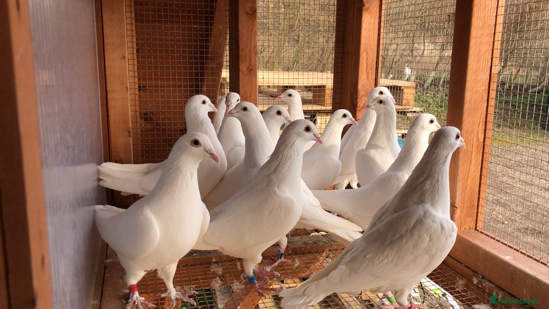 Pigeons birds for sale: White pigeons  - Image 3