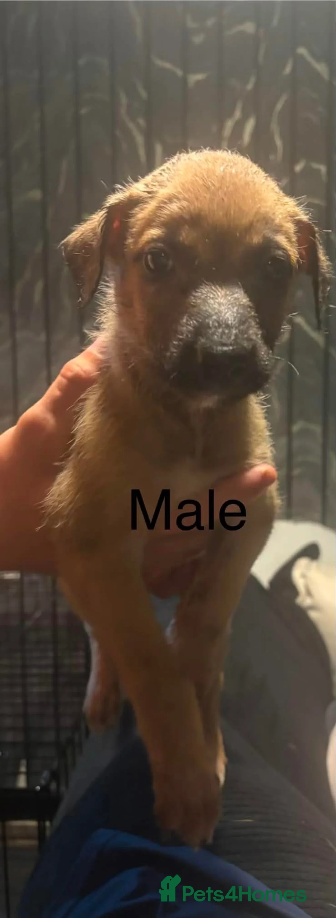 Mixed Breed dogs for sale: Puppy’s deerhound greyhound  - Advert 8