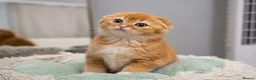 British Shorthair cats for sale: Last-Adorable Kitten Ready For Loving Home ❤️ - Advert 4
