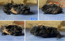 Guinea Pig rodents for sale: Bonded Lunkarya Guinea Pig boars  - Image 4
