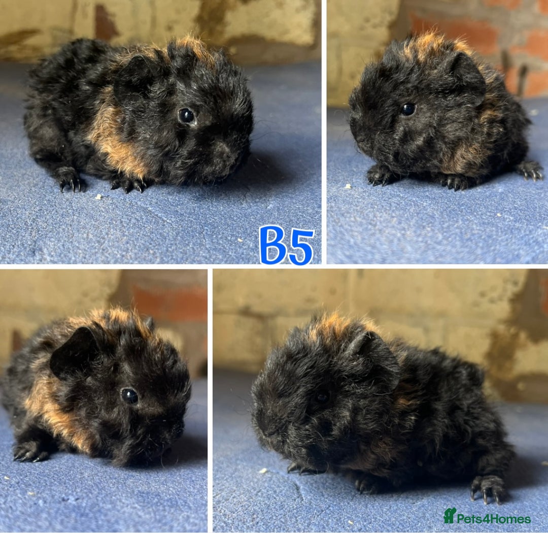 Guinea Pig rodents for sale: Bonded Lunkarya Guinea Pig boars  - Image 4