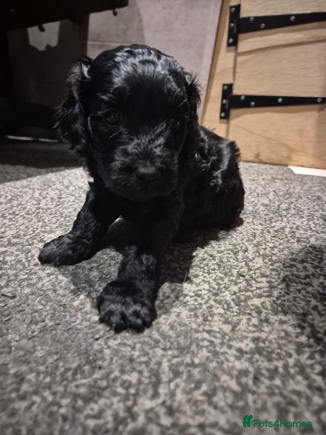 Cockapoo dogs for sale: 2 girls Miniature cockapoo puppies for sale - Advert 2