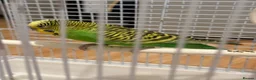 Budgerigars birds for sale: Budgie bird in London - Advert 4