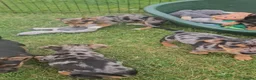 Jack Russell dogs for sale: JACK RUSSELL PUPPIES - Advert 13
