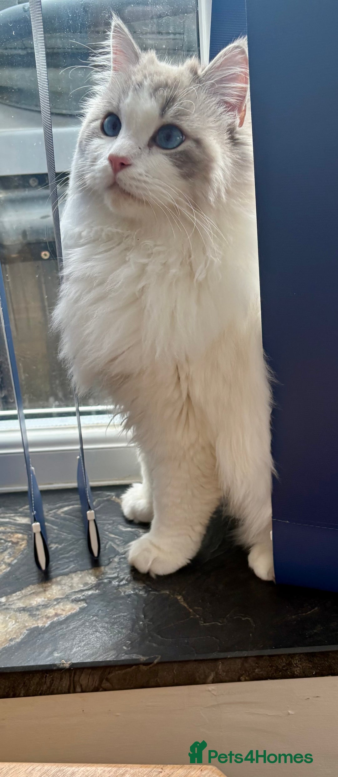 Ragdoll cats for stud: Friendly Stud Cat Available 🩵 - Advert 3