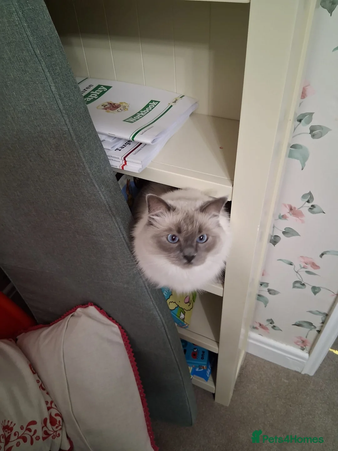 Ragdoll cats for sale: Beautiful 5 year old female Ragdoll - Advert 8