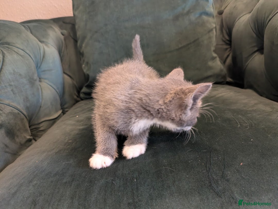 Mixed Breed cats for sale: 🐾 Adorable Kittens Ready for Their New Homes 🐾 - Image 13