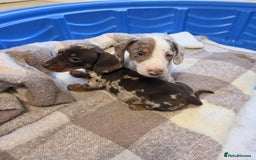 Miniature Dachshund dogs for sale: Miniature dachshund puppies - Image 3
