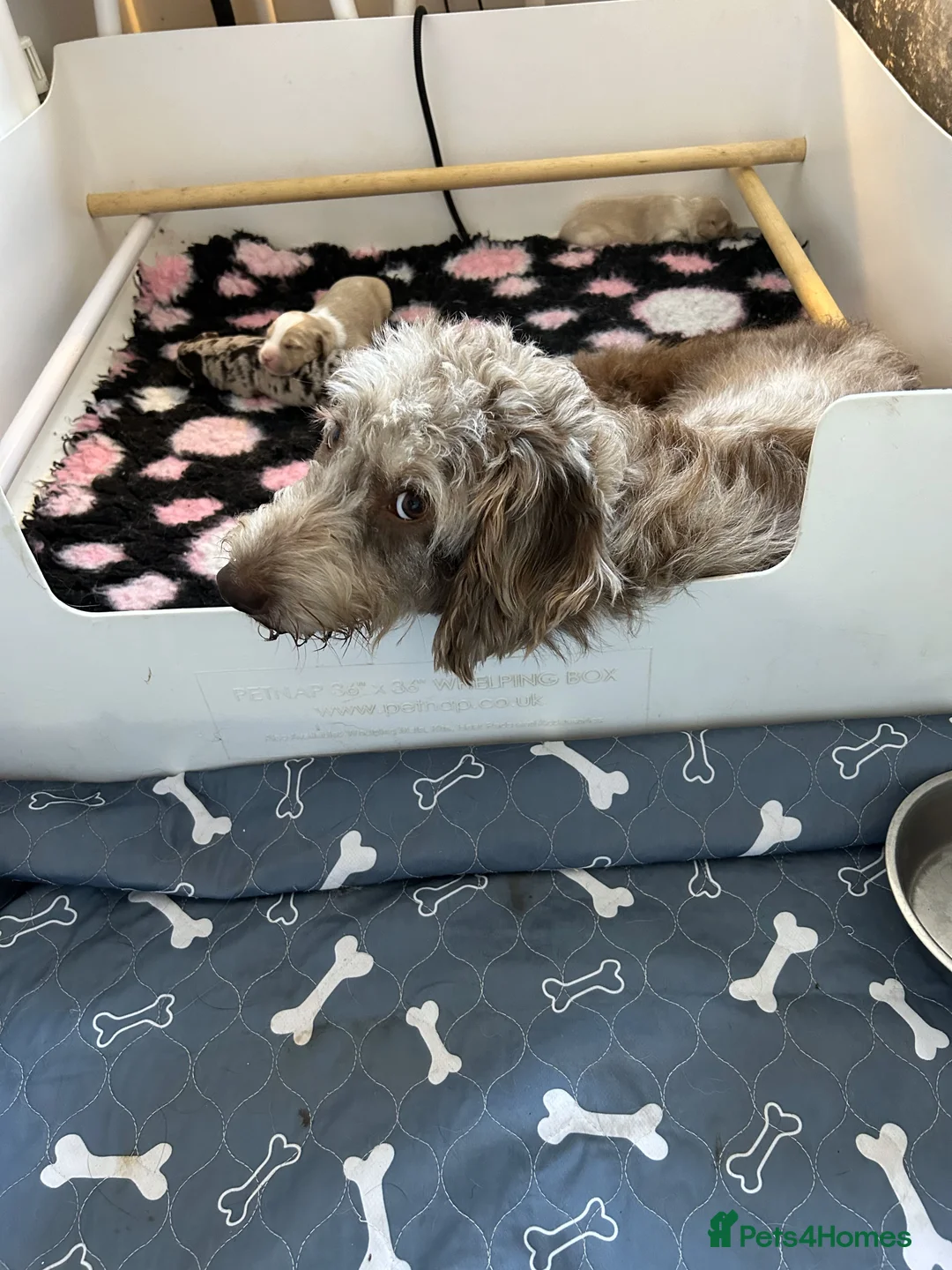 Labradoodle dogs for stud: Multigen/F3b Labradoodle Stud in Calne - Advert 24