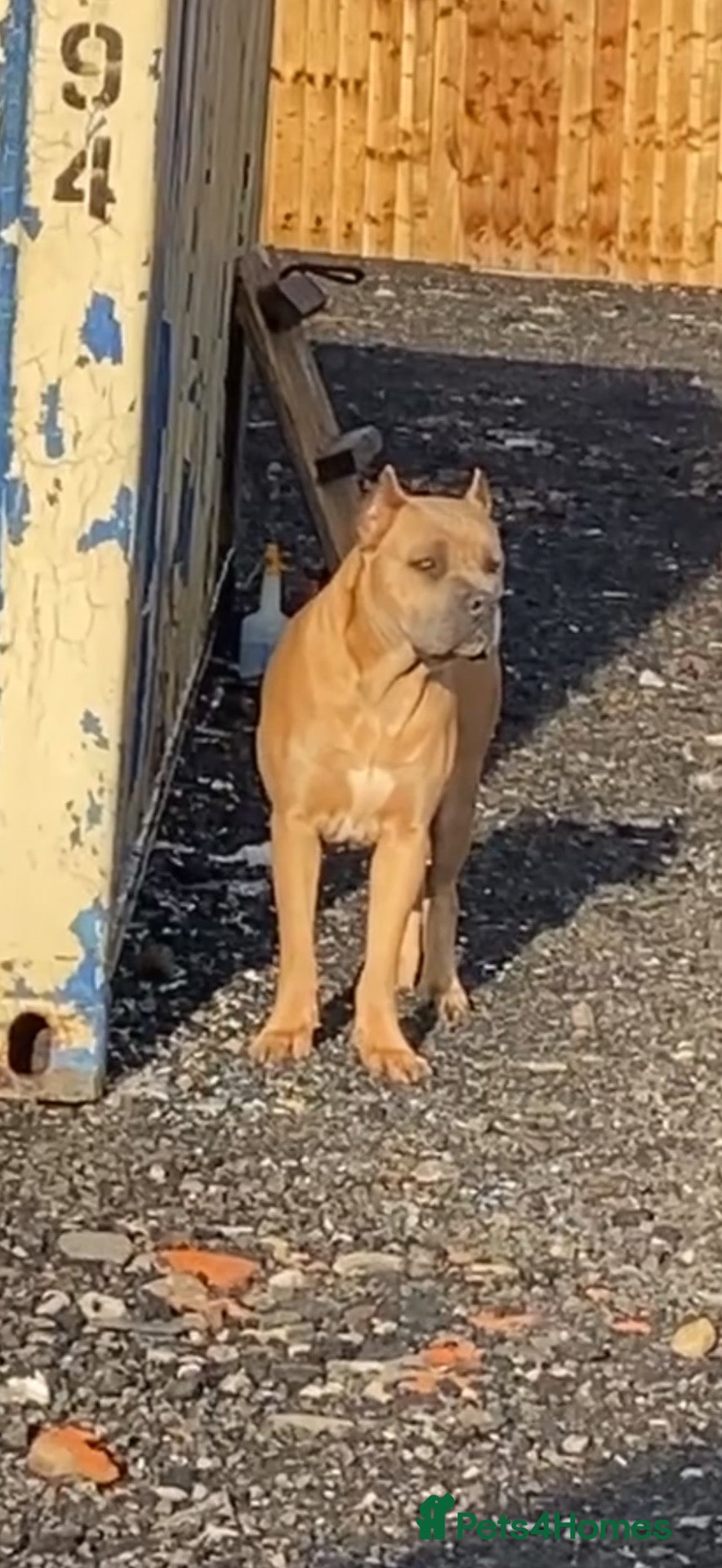 Mixed Breed dogs Cane corso x Presa canario pups  - Advert 6