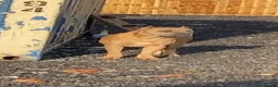 Mixed Breed dogs for sale: Cane corso x Presa canario pups  in Houghton le Spring - Advert 1