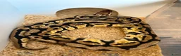 Python Snake reptiles for sale: Royal pythons  - Advert 25