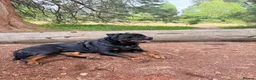 Rottweiler dogs for sale: Rotweiler puppy’s  in Swanscombe - Advert 6