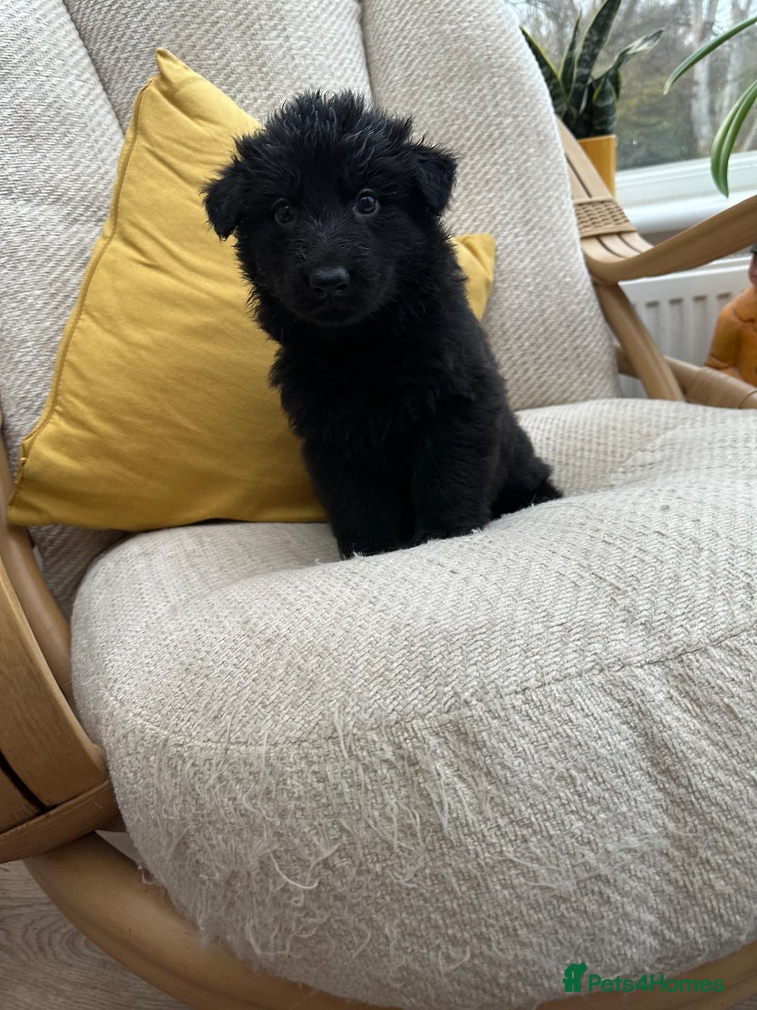 German Shepherd dogs for sale: GSD puppies - Advert 17