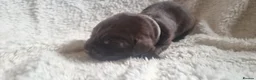 Mixed Breed dogs for sale: Newfador lab x newfie - Advert 5
