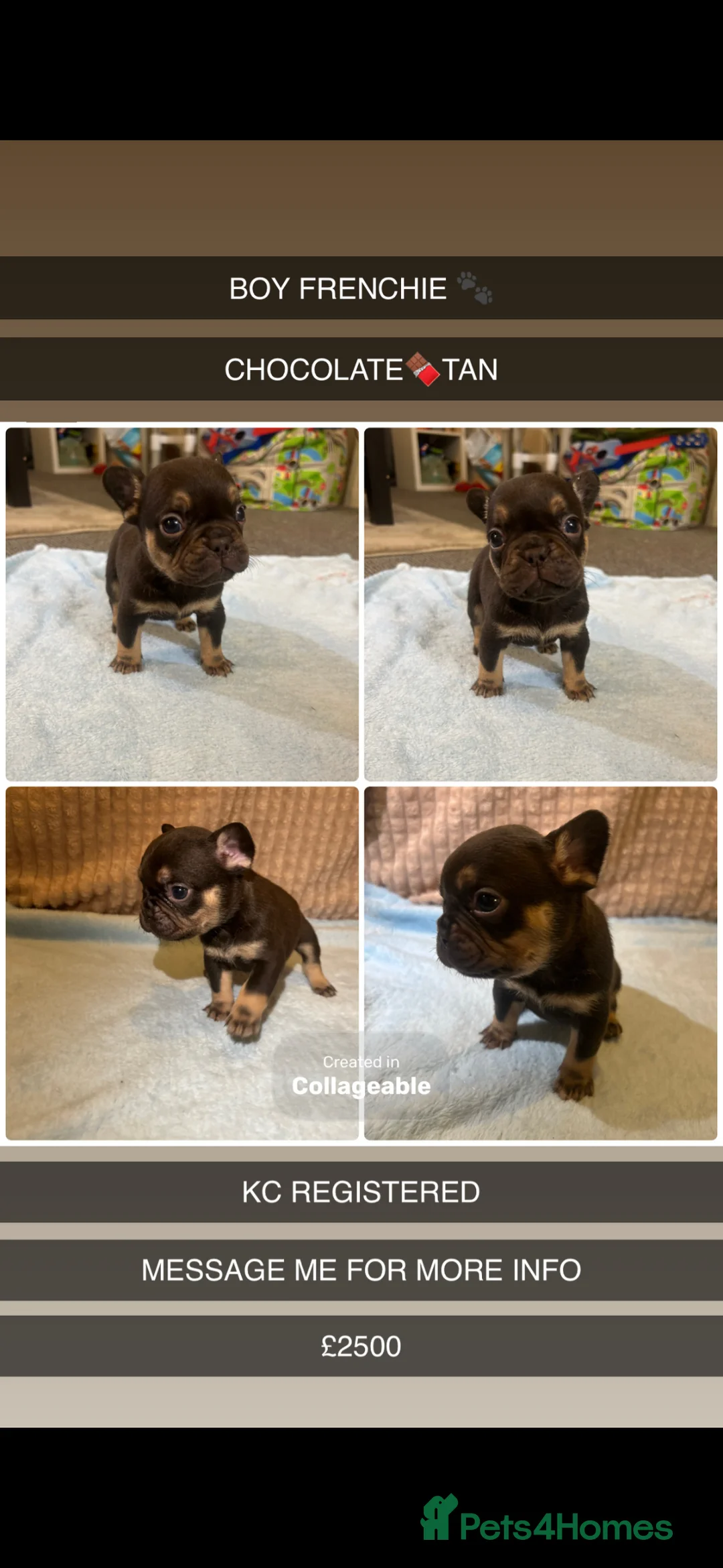 French Bulldog dogs for sale: French bulldog puppies fluffie carriers  - Advert 3