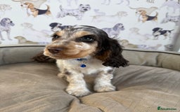 Cocker Spaniel dogs for sale: Beautiful show litter Cockers ready now - Image 6