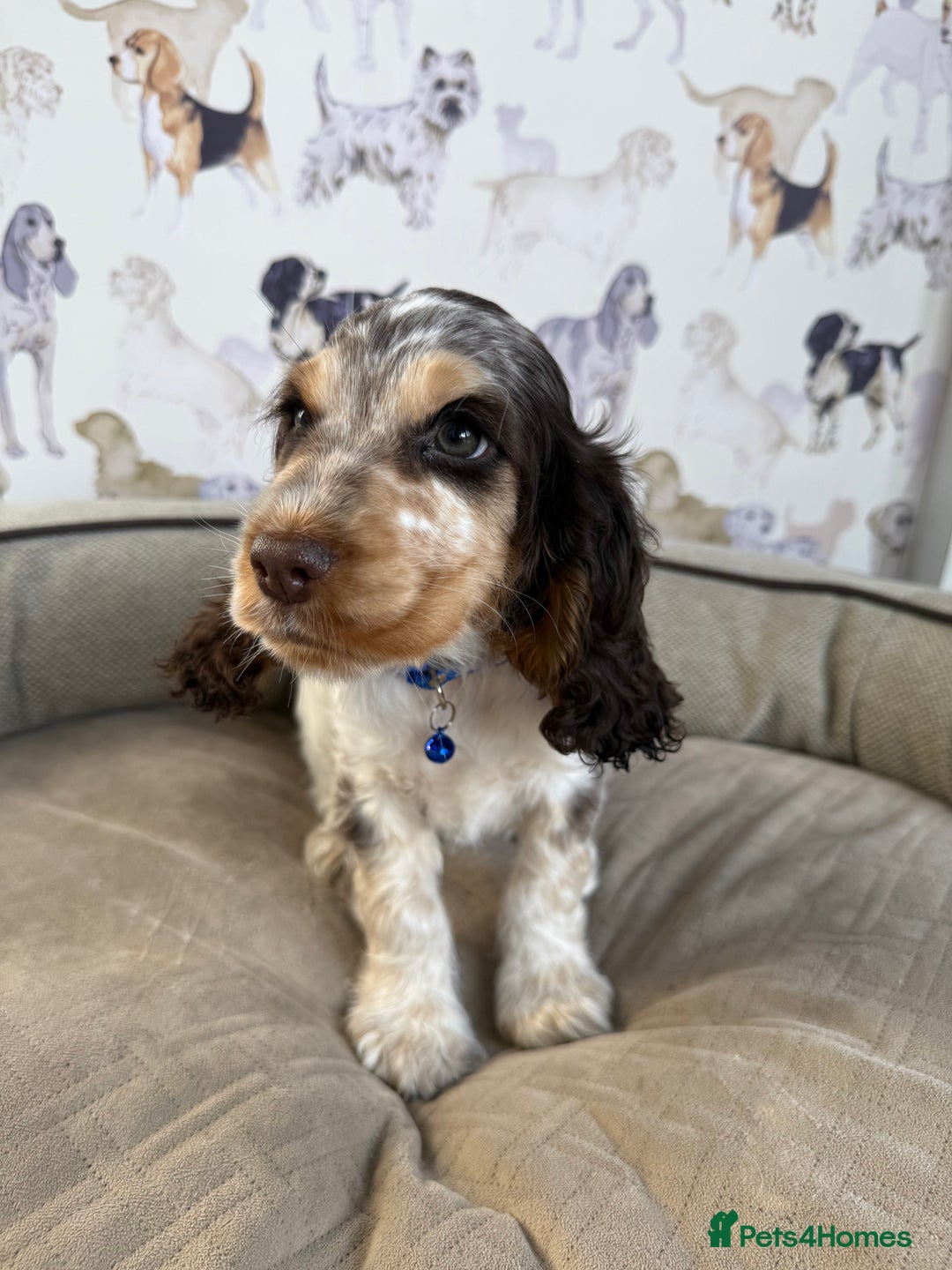 Cocker Spaniel dogs for sale: Beautiful show litter Cockers ready now - Image 6