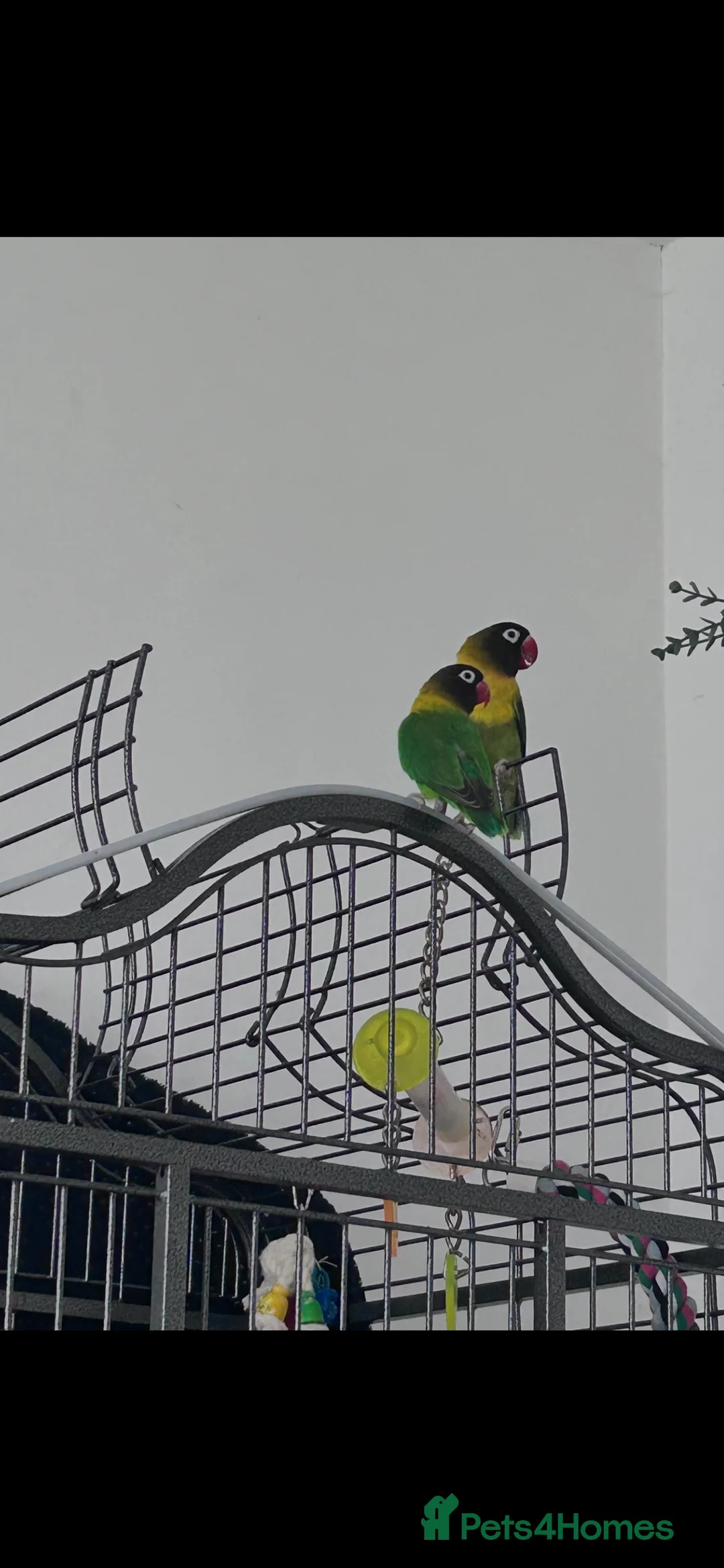 Lovebirds birds for sale: Lovebirds & ALL EQUIPMENT AND CAGE  - Advert 3