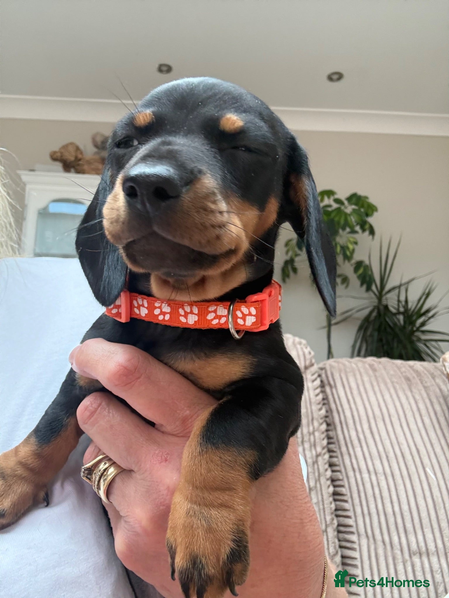 Dachshund dogs Standard Dachshund Puppies - Advert 1
