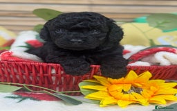 Toy Poodle dogs for sale: 🍇🐩 Last Girl Available 🐩🍇 - KC Toy Poodles 🐩✨ - Image 5