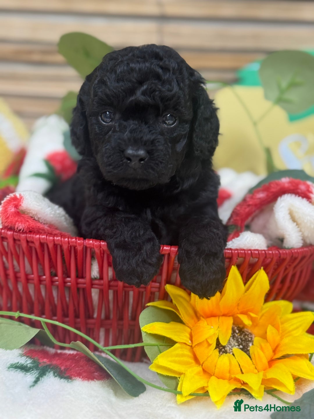 Toy Poodle dogs for sale: 🍇🐩 Last Girl Available 🐩🍇 - KC Toy Poodles 🐩✨ - Image 5