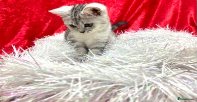 British Shorthair cats - Advert 3