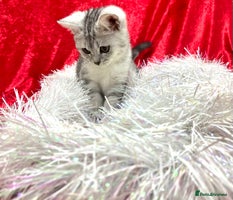 British Shorthair cats - Advert 6