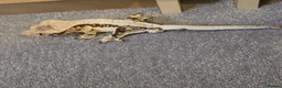 Gecko reptiles for sale: Crested Geckos For Sale in Nottingham - Advert 2