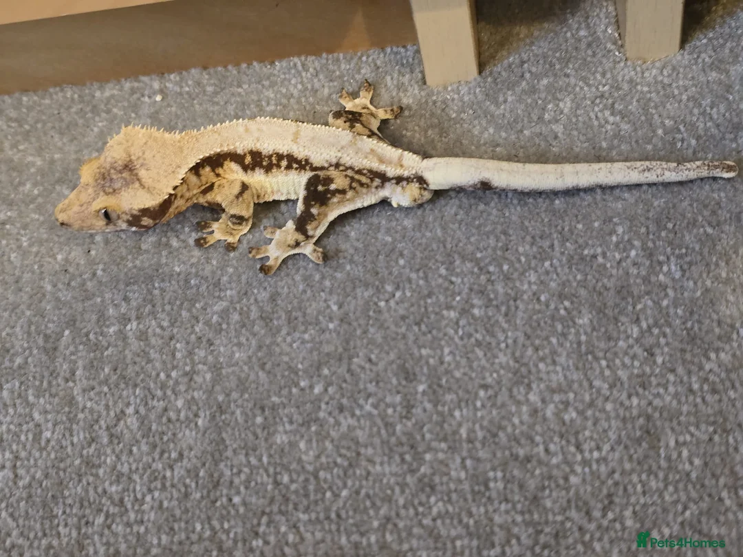 Gecko reptiles for sale: Crested Geckos For Sale in Nottingham - Advert 2