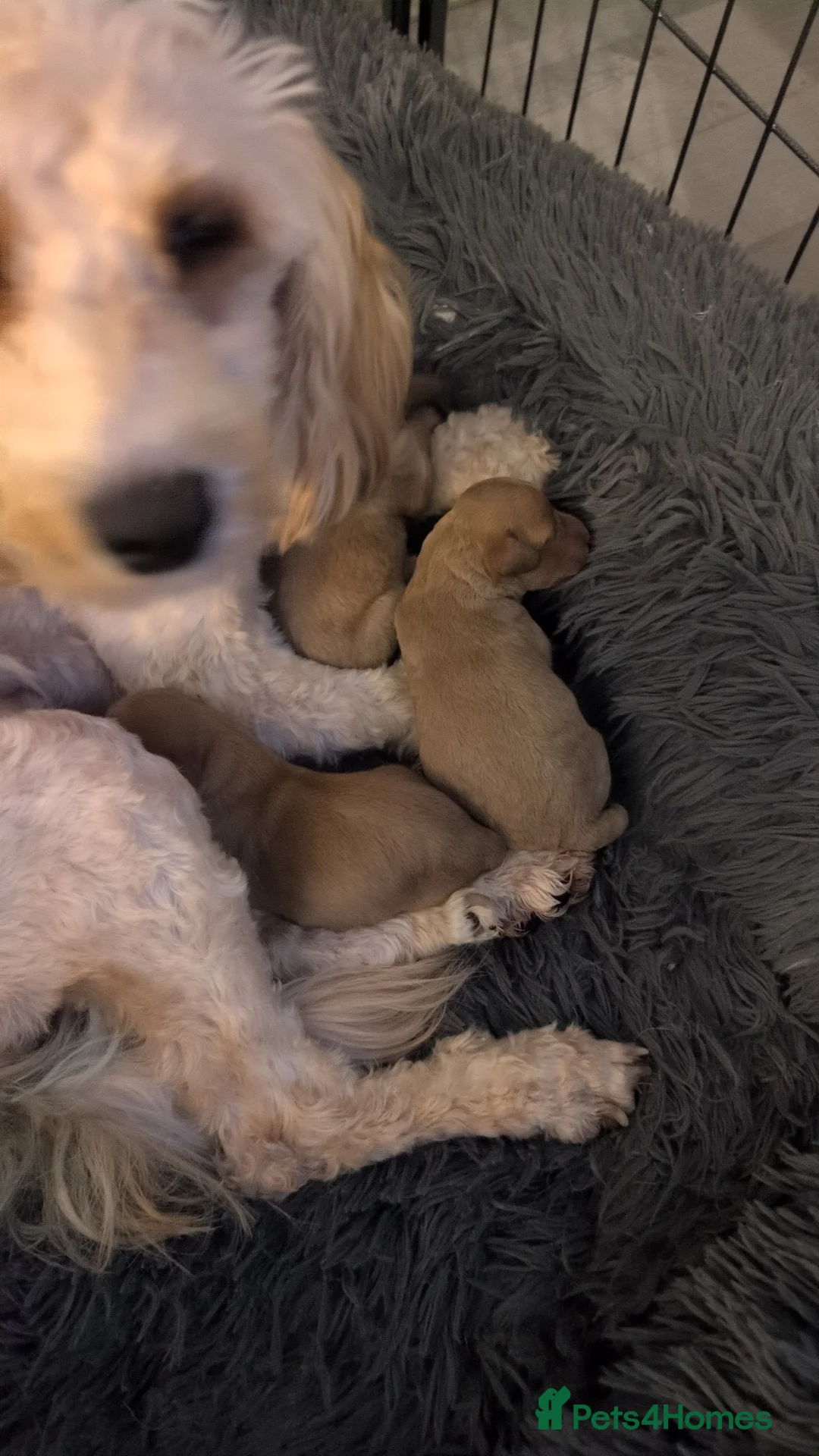 Cockapoo dogs for sale: Cockapoos in Tonypandy - Advert 2