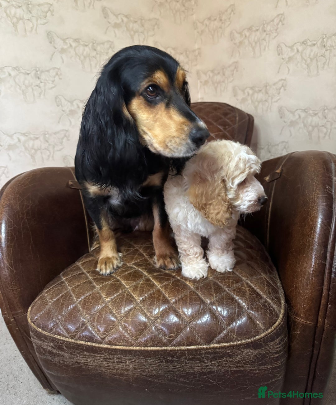 Cockapoo dogs for sale: Pedro f1 cockapoo  - Image 20