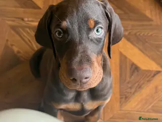 Dobermann dogs Beautiful Doberman puppies - Advert 4