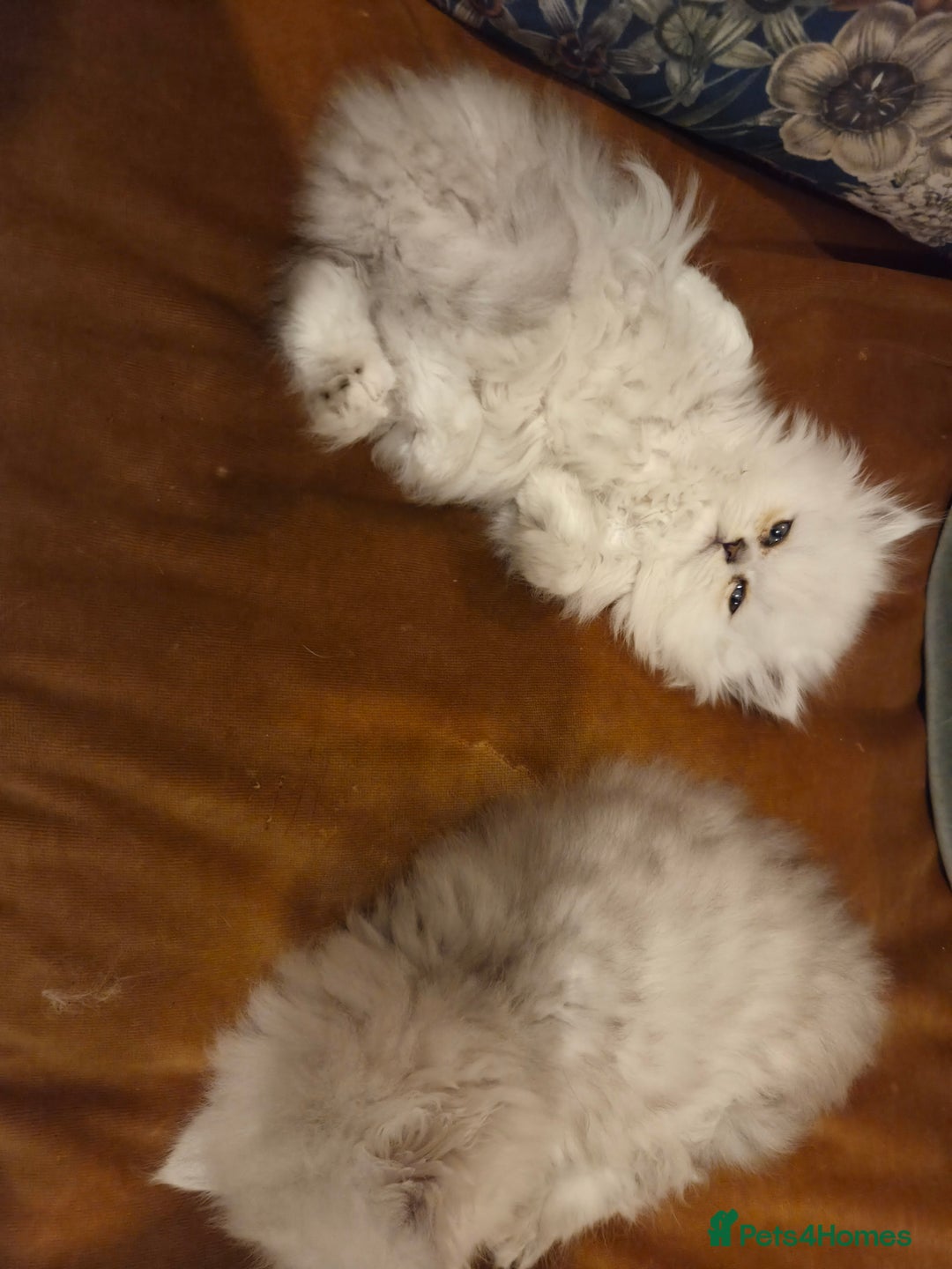 Persian cats for sale: Silvertip Chinchilla Persian- Boy & Girl Available - Advert 25