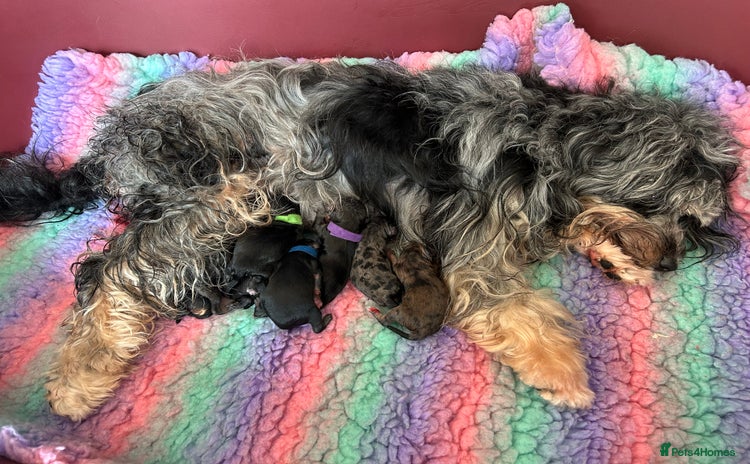 Mixed Breed dogs - Advert 4