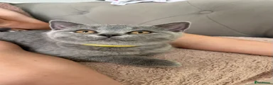 Yellow Collar