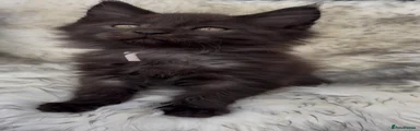 Tan Collar - Black Smoke