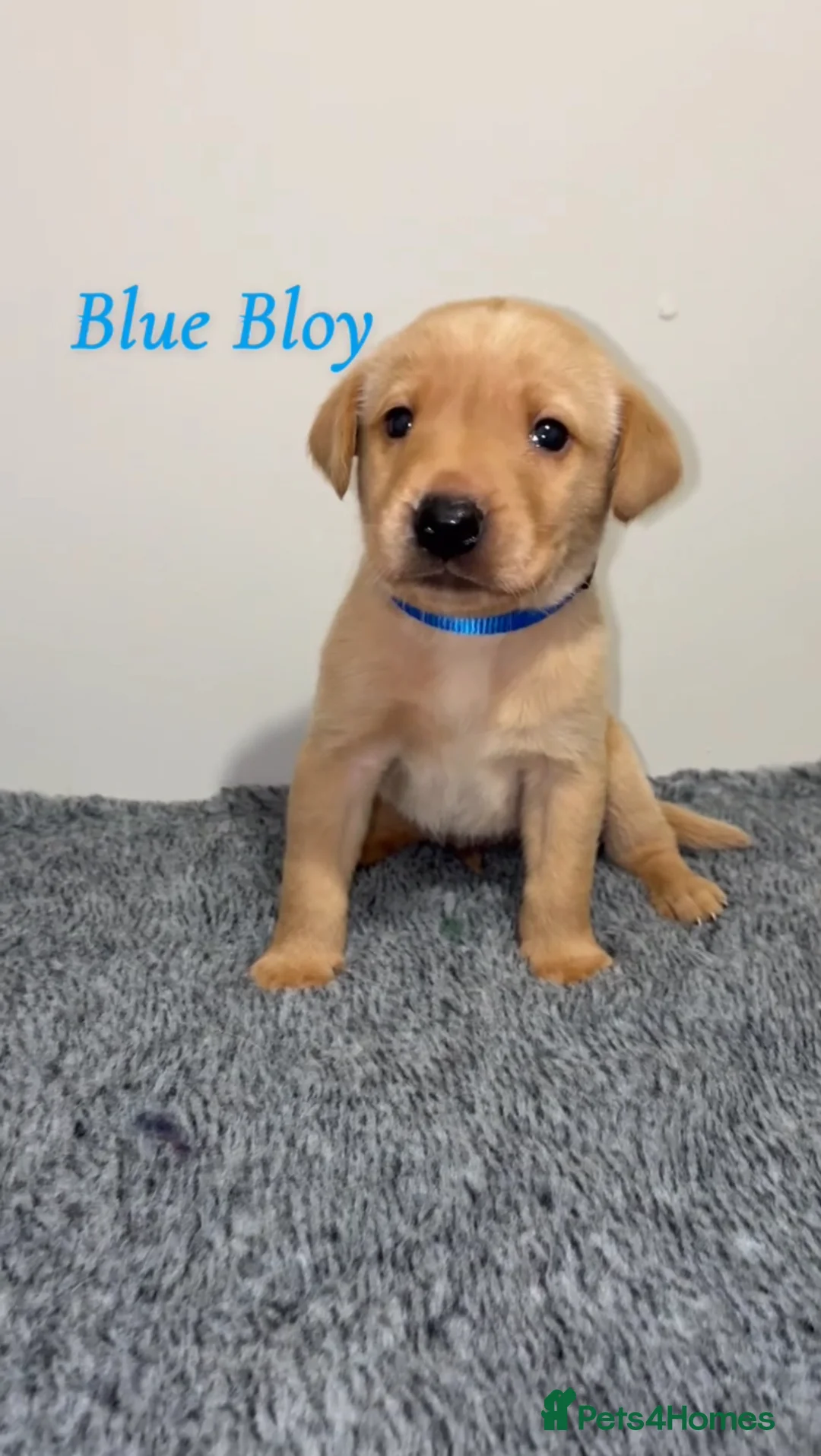 Labrador Retriever dogs for sale: 🐾 Exceptional KC Reg Labrador Puppies 🐾 - Advert 18