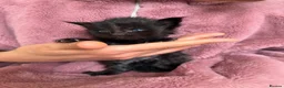 Maine Coon cats for sale: SHOW QUALITY MAINE COON KITTENS - Advert 6