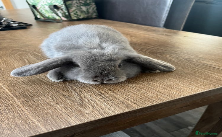 Dwarf Lop rabbits - Advert 1