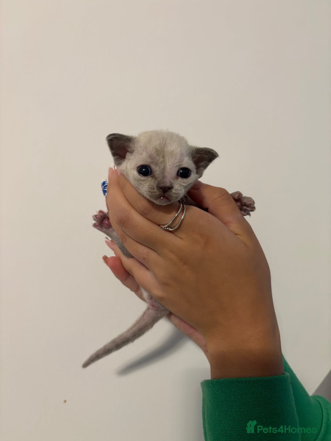Devon Rex cats for sale: ❤️Devon rex kittens available 😻 - Image 12