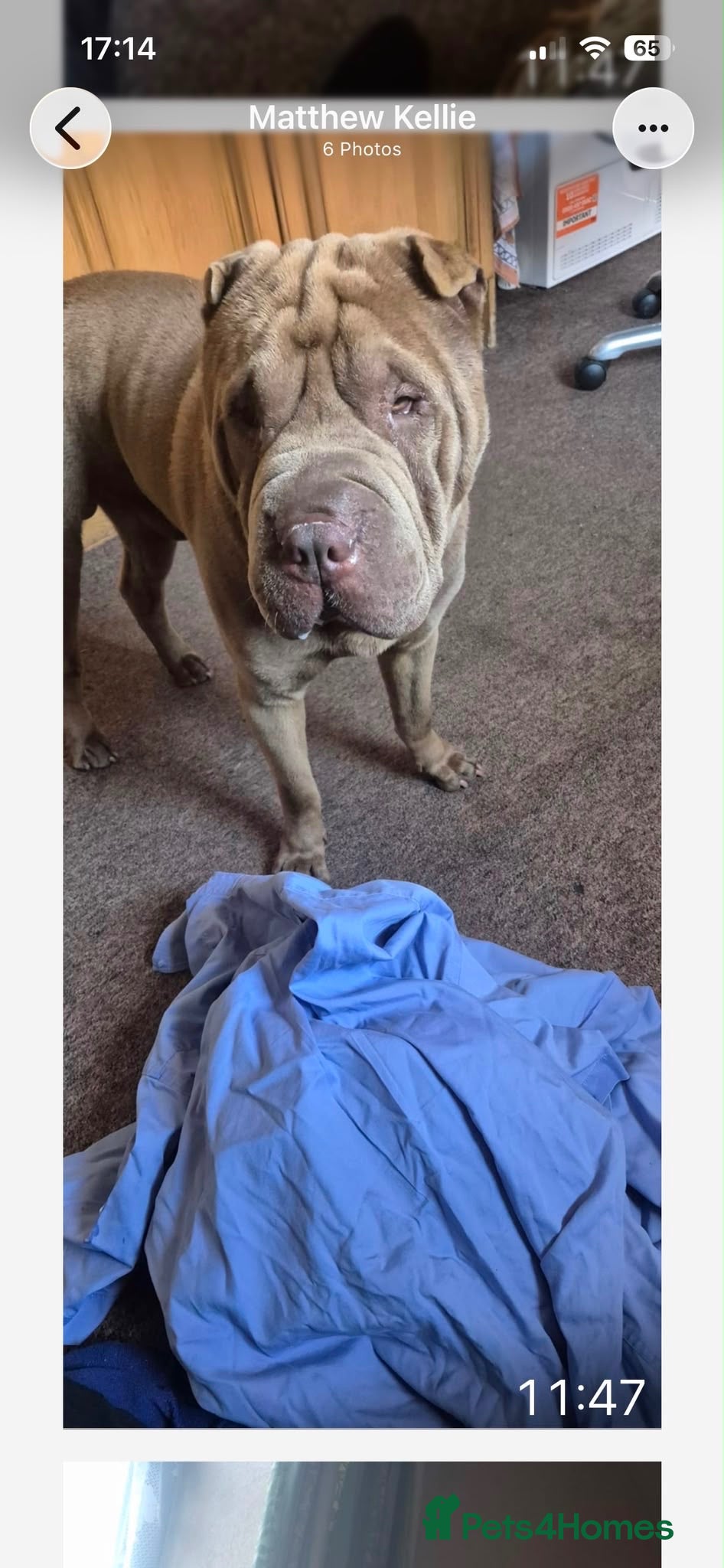 Shar Pei dogs Male Shar pei - Advert 9