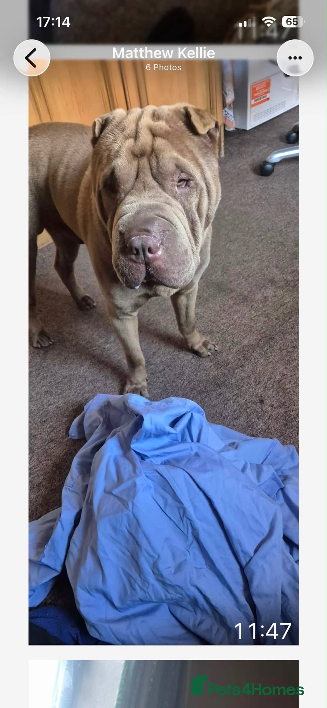 Shar Pei dogs for sale: Male Shar pei in Skelmersdale - Advert 1