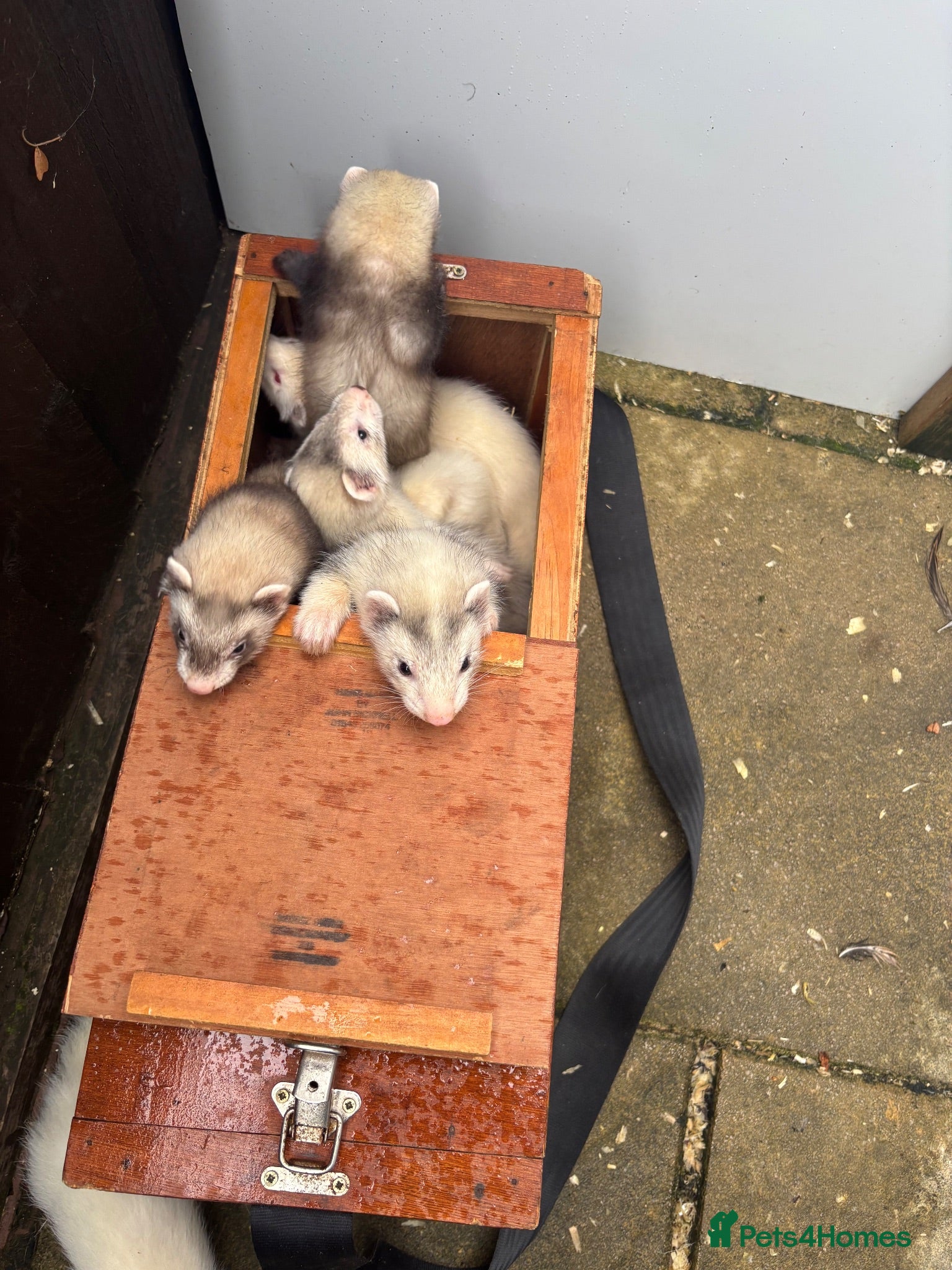 Ferret rodents Ferret kits - Advert 2