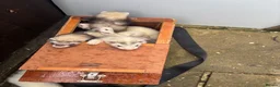 Ferret rodents for sale: Ferret kits - Advert 2
